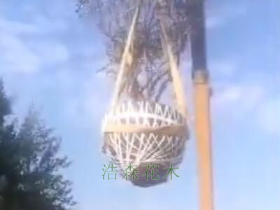 九棵牡丹古樹發往威海