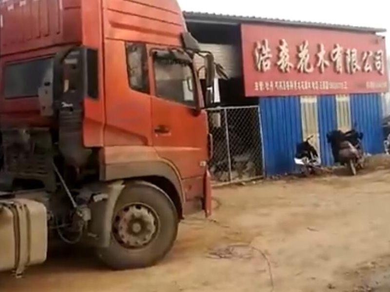 浩森10000棵觀賞牡丹發貨裝車