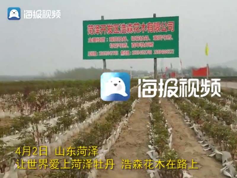 市牡丹產業中心、市宣傳部的領導及各大媒體來公司基地考察指導工作