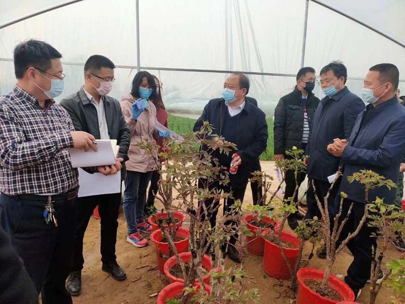 市牡丹產(chǎn)業(yè)中心、市宣傳部的領(lǐng)導(dǎo)及各大媒體來公司基地考察指導(dǎo)工作